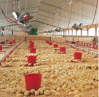THD2608 Инфракрасный нагревательный элемент газового брудера для птицы NG LPG